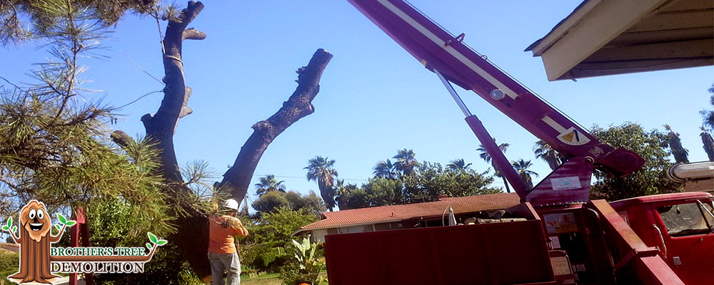 Fontana Commercial Property Landscape Maintenance