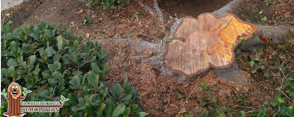 Fontana Commercial Property Landscape Maintenance