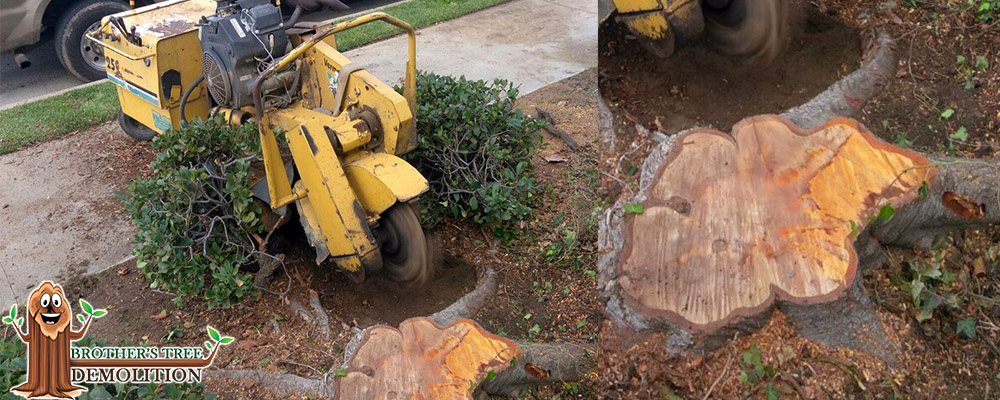 Fontana Commercial Property Landscape Maintenance