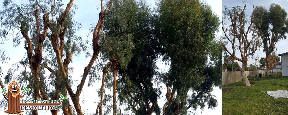 Fontana Commercial Property Landscape Maintenance