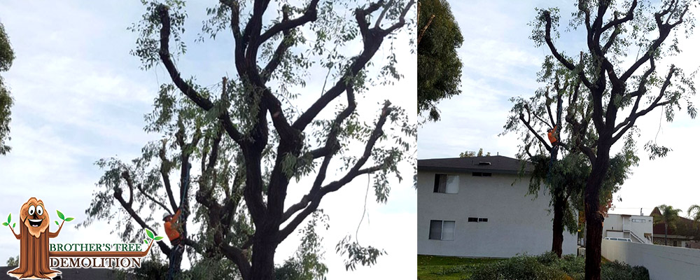 Fontana Commercial Property Landscape Maintenance