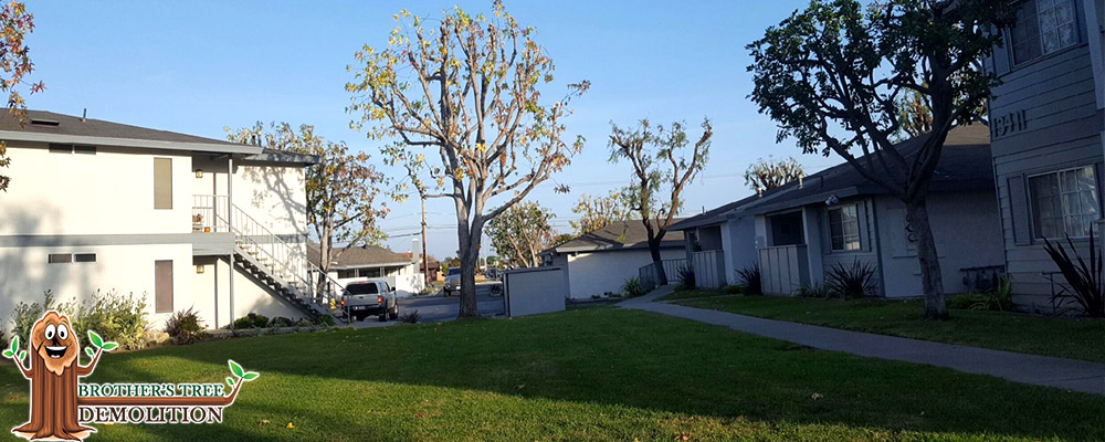 Fontana Commercial Property Landscape Maintenance