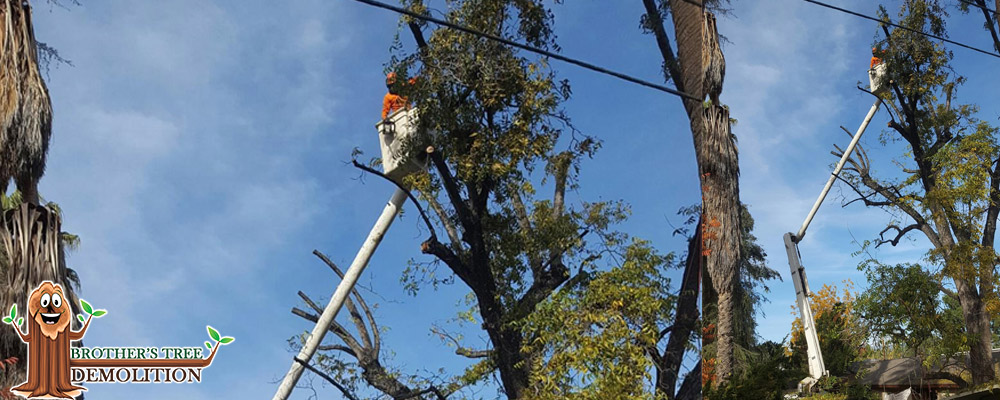 Fontana Commercial Property Landscape Maintenance