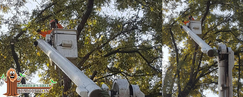 Fontana Commercial Property Landscape Maintenance