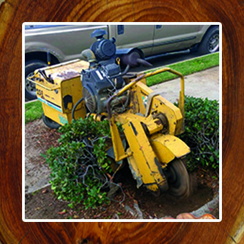 Tree Trimming Perris